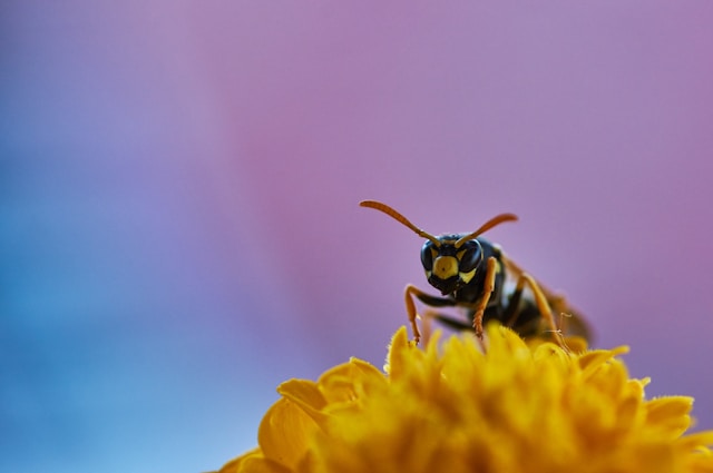 yellow-and-black-bee-pearching-on-flower-